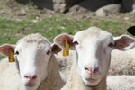 Sheep at Rentschler Farm.JPG